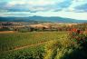 Vineyards - Yarra Valley