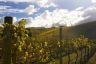 Winery - Geelong Region 