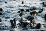 Seal Rock - Phillip Island