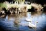 Geese on Lake Daylesford